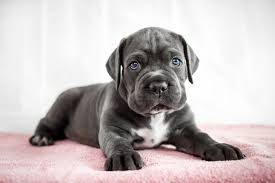 How Many Puppies Can a Cane Corso Give Birth To?